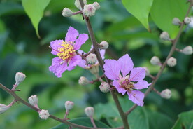 紫薇花