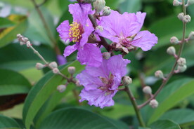 紫薇花
