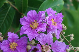 紫薇花