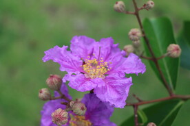 紫薇花
