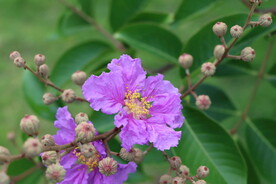 紫薇花