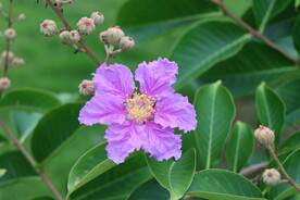 紫薇花