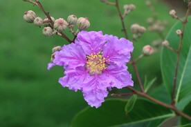 紫薇花