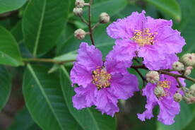 紫薇花
