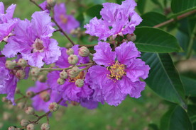 紫薇花