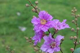 紫薇花
