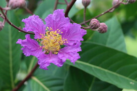 紫薇花