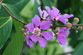 紫薇花