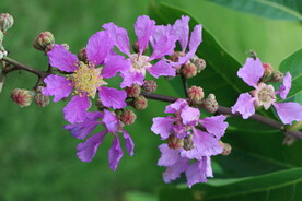 紫薇花