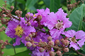 紫薇花