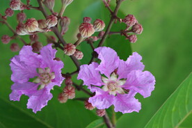 紫薇花