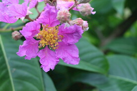 紫薇花