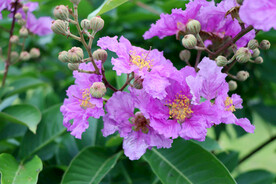 紫薇花