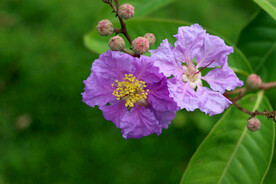 紫薇花