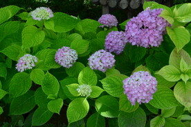 绣球花 