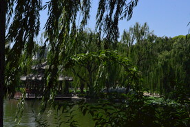 垂柳风景