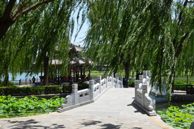 垂柳风景 
