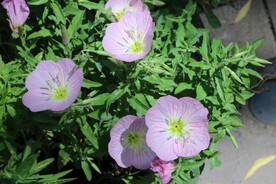 月见草 