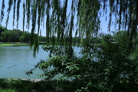 垂柳风景 