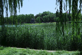 垂柳风景 