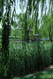 垂柳风景