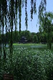 垂柳风景 