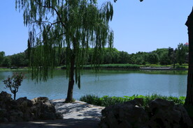 垂柳风景