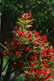 锦带花