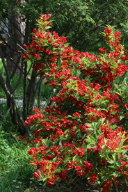 锦带花 