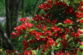 锦带花