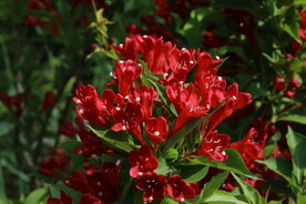 锦带花 