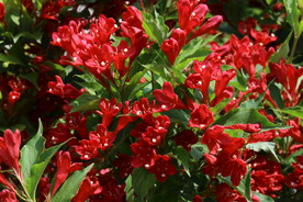 锦带花