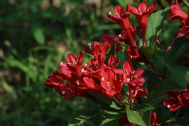 锦带花 
