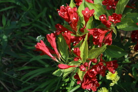 锦带花