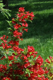 锦带花 