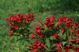 锦带花
