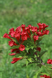 锦带花  