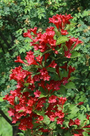 锦带花
