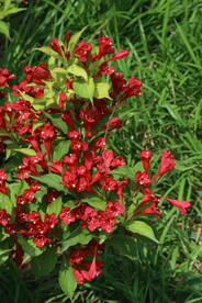 锦带花  