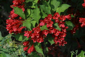 锦带花  