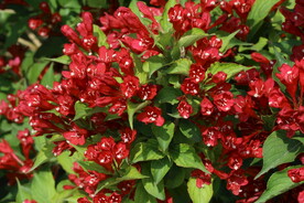 锦带花 