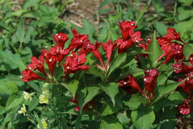 锦带花