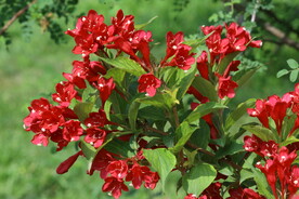 锦带花