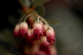 鲜花摄影
