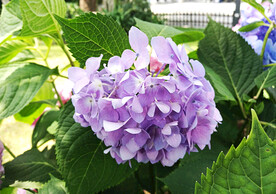 绣球花开