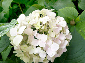绣球花开