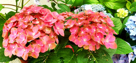 绣球花开