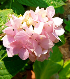 绣球花开