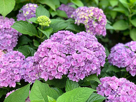 盛夏绣球花