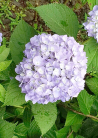 绣球花开